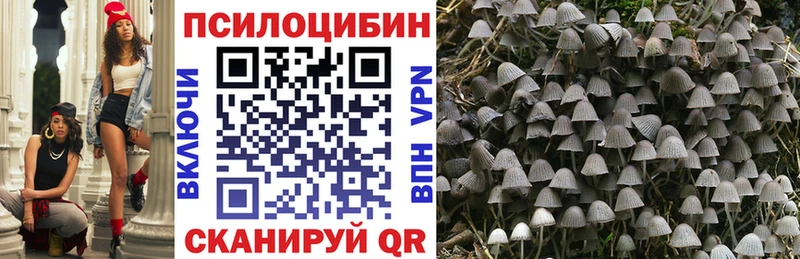 Галлюциногенные грибы Psilocybe  Новоалександровск 